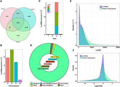 Identifying long non-coding RNAs involved in heat stress response during wheat pollen development